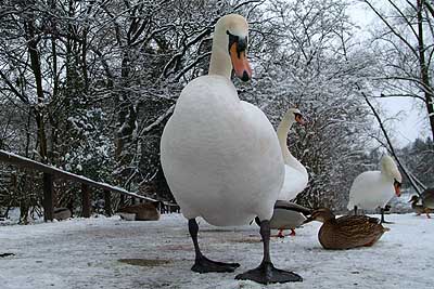 Aachener Zoo Aachener-Zoo-Schwan-002